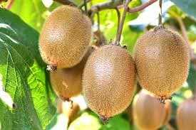 Färska kiwi från aruba